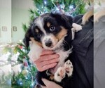 Puppy Blaze Miniature Australian Shepherd