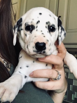 Medium Photo #5 Dalmatian Puppy For Sale in ASHEBORO, NC, USA