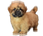 Small Photo #6 Shih Tzu Puppy For Sale in SAN DIEGO, CA, USA