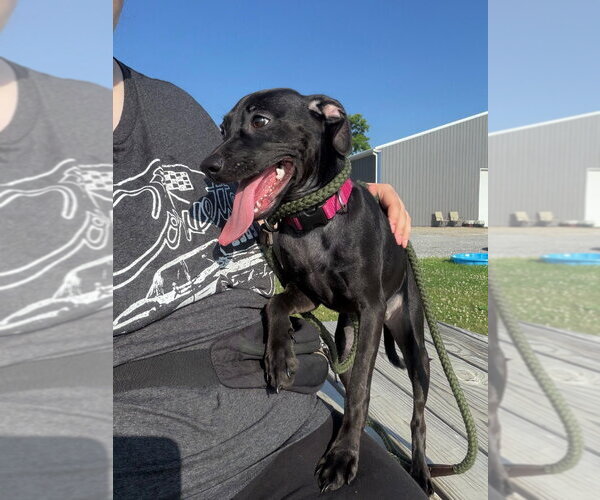 Medium Photo #3 Mutt Puppy For Sale in Pierceton , IN, USA
