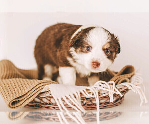 Miniature Australian Shepherd Puppy for sale in HICKORY, NC, USA