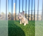Small #1 French Bulldog