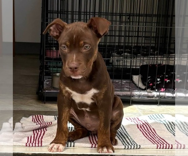 Medium Photo #4 Mutt Puppy For Sale in oakland, FL, USA