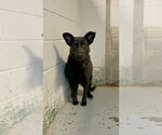 Small #1 German Shepherd Dog Mix