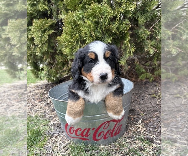 Medium Photo #4 Bernese Mountain Dog Puppy For Sale in MIDDLEBURY, IN, USA