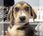Small #1 Retriever  Mix