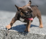 Puppy 5 French Bulldog