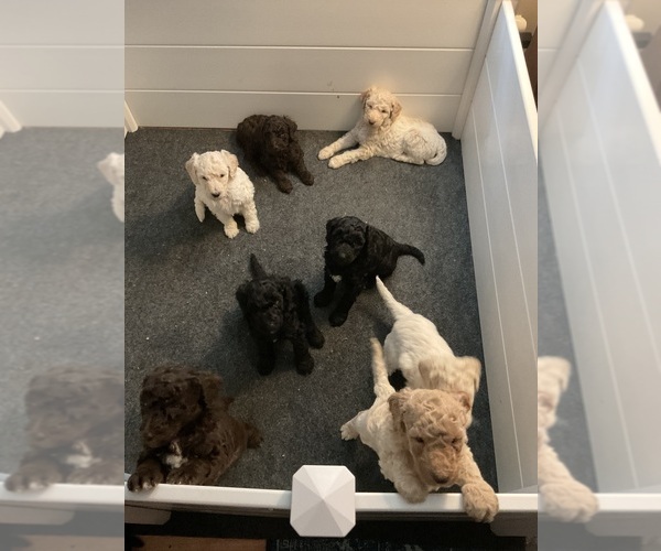 Medium Photo #1 Poodle (Standard) Puppy For Sale in STONEVILLE, NC, USA