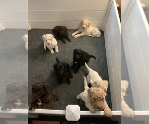 Poodle (Standard) Puppy for Sale in STONEVILLE, North Carolina USA