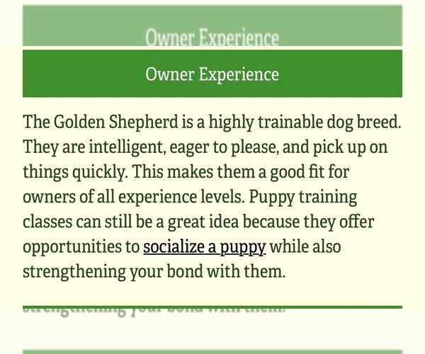 Medium Photo #26 Golden Shepherd Puppy For Sale in MARLBOROUGH, NH, USA