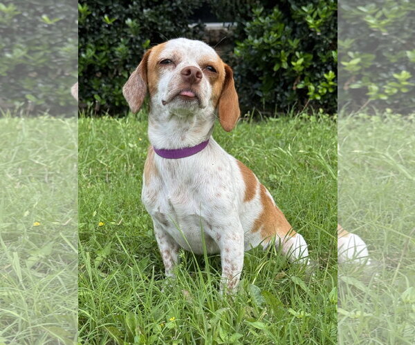 Medium Photo #4 Jack-A-Bee Puppy For Sale in PIPE CREEK, TX, USA