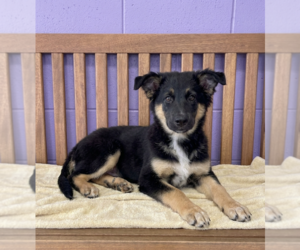Australian Shepherd-Unknown Mix Dogs for adoption in Genesee, WI, USA