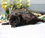 Puppy Link Shorkie Tzu