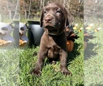 Image preview for Ad Listing. Nickname: AKC Chocolates