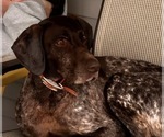 Small Photo #1 German Shorthaired Pointer Puppy For Sale in STRAWBERRY POINT, IA, USA