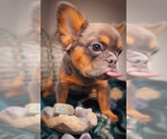 Small #3 French Bulldog