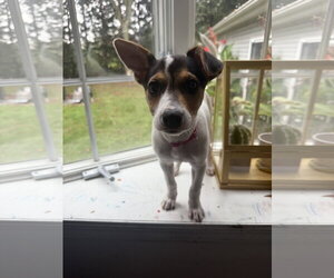 American Pit Bull Terrier-Jack Russell Terrier Mix Dogs for adoption in Oakhurst, NJ, USA