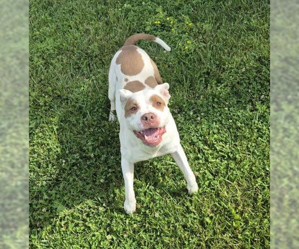 Medium Photo #2 Mutt Puppy For Sale in Decatur, IL, USA