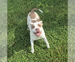 Small #1 Mutt