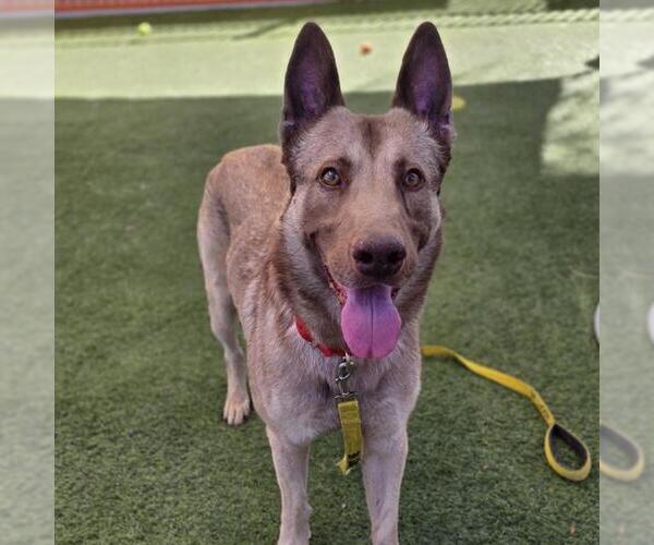 Medium Photo #1 German Shepherd Dog-Unknown Mix Puppy For Sale in Las Vegas, NV, USA