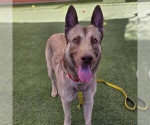 German Shepherd Dog-Unknown Mix Dogs for adoption in Las Vegas, NV, USA