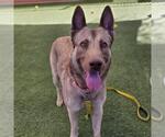 *HURRDLE - Male German Shepherd Dog-Unknown Mix Dog for Adoption - Small photo