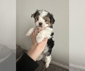 Havanese Puppy for sale in COLORADO SPRINGS, CO, USA