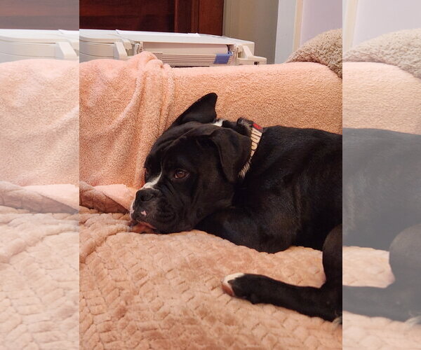 Medium Photo #3 American Bulldog Puppy For Sale in Rockville, MD, USA