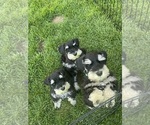 Small #1 Schnauzer (Miniature)