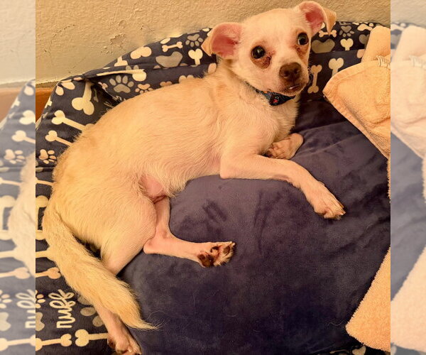 Medium Photo #3 Chihuahua-Unknown Mix Puppy For Sale in Canton, CT, USA