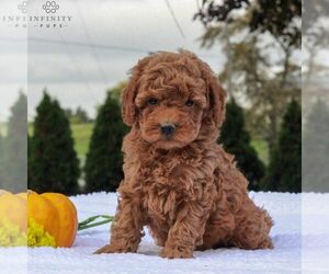 Medium Poodle (Miniature)