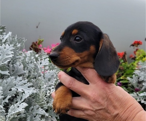 Medium Photo #4 Dachshund Puppy For Sale in WITHEE, WI, USA