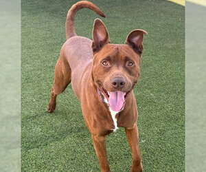 Mutt Dogs for adoption in Camarillo, CA, USA