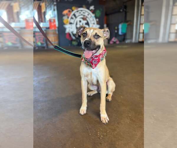 Medium Photo #7 Mutt Puppy For Sale in Greenville, SC, USA