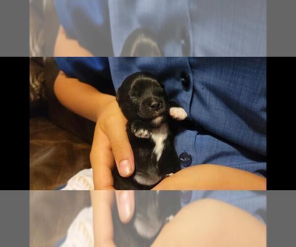 Medium Photo #8 Maltipoo Puppy For Sale in BROOKFIELD, MO, USA