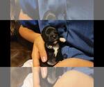 Puppy 2 Maltipoo