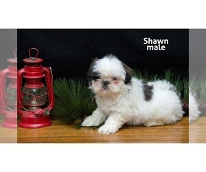 Shih Tzu Puppy for Sale in CLARE, Michigan USA