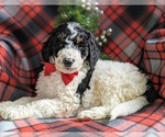 Small Photo #4 Bernedoodle-Poodle (Standard) Mix Puppy For Sale in COCHRANVILLE, PA, USA