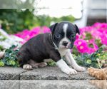 Small Photo #16 Boston Terrier Puppy For Sale in MOORELAND, IN, USA