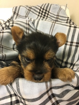 Medium Photo #1 Yorkshire Terrier Puppy For Sale in MOSES LAKE, WA, USA