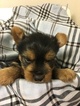 Small Photo #1 Yorkshire Terrier Puppy For Sale in MOSES LAKE, WA, USA