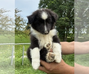 Shetland Sheepdog Puppy for sale in APPLEGATE, MI, USA