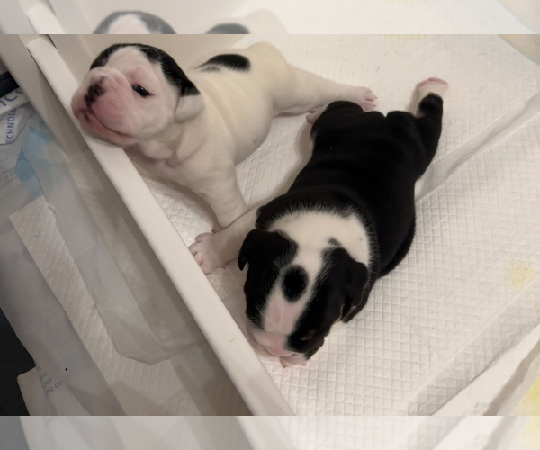 Medium Photo #39 English Bulldog Puppy For Sale in FAYETTEVILLE, NC, USA