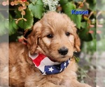 Small Photo #3 Goldendoodle Puppy For Sale in FENWICK, MI, USA