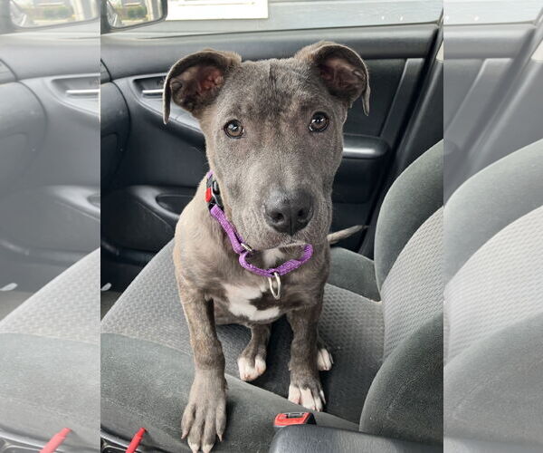 Medium Photo #3 American Staffordshire Terrier-Unknown Mix Puppy For Sale in Davis, CA, USA