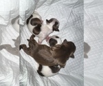 Puppy 2 Shih Tzu