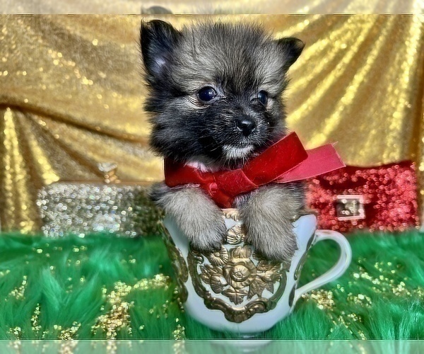 Medium Photo #28 Pomeranian Puppy For Sale in HAYWARD, CA, USA