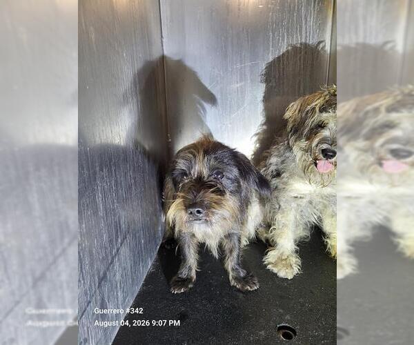 Medium Photo #1 Miniature Schnauzer-Unknown Mix Puppy For Sale in San Antonio, TX, USA