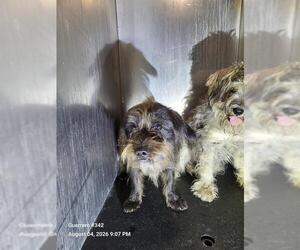 Miniature Schnauzer-Unknown Mix Dogs for adoption in San Antonio, TX, USA
