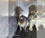 Small Miniature Schnauzer Mix